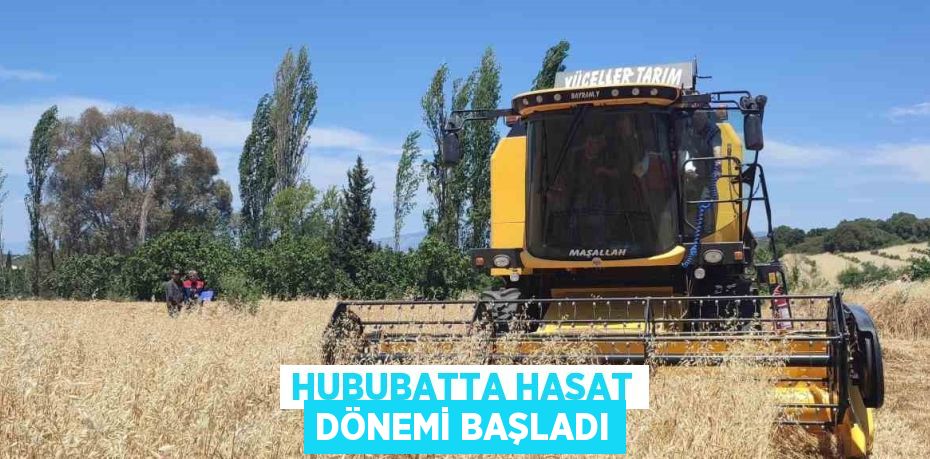 HUBUBATTA HASAT DÖNEMİ BAŞLADI