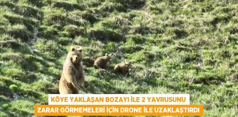 KÖYE YAKLAŞAN BOZAYI İLE 2 YAVRUSUNU ZARAR GÖRMEMELERİ İÇİN DRONE İLE UZAKLAŞTIRDI