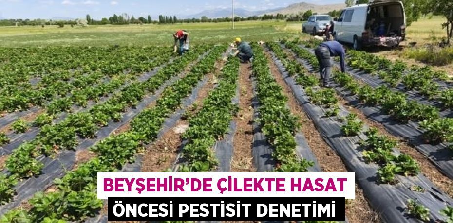 BEYŞEHİR’DE ÇİLEKTE HASAT ÖNCESİ PESTİSİT DENETİMİ