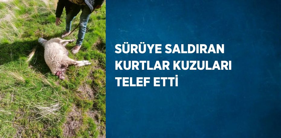 SÜRÜYE SALDIRAN KURTLAR KUZULARI TELEF ETTİ