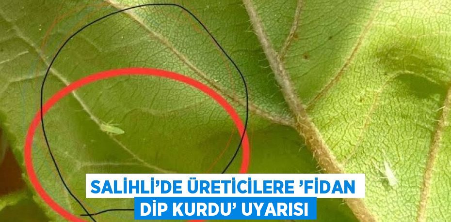 SALİHLİ’DE ÜRETİCİLERE ’FİDAN DİP KURDU’ UYARISI