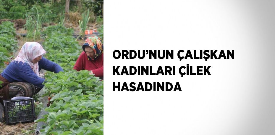 ORDU’NUN ÇALIŞKAN KADINLARI ÇİLEK HASADINDA