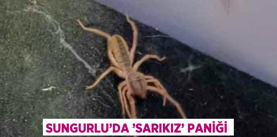 SUNGURLU’DA ’SARIKIZ’ PANİĞİ