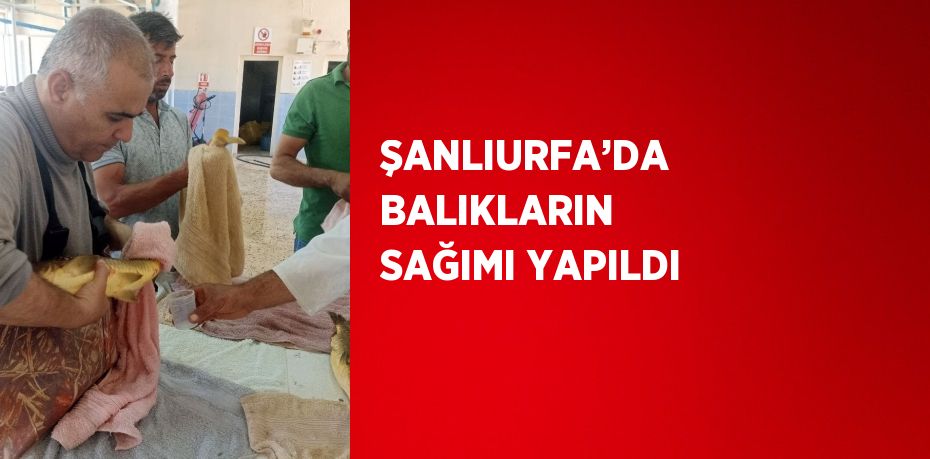 ŞANLIURFA’DA BALIKLARIN SAĞIMI YAPILDI