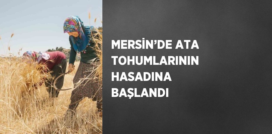 MERSİN’DE ATA TOHUMLARININ HASADINA BAŞLANDI