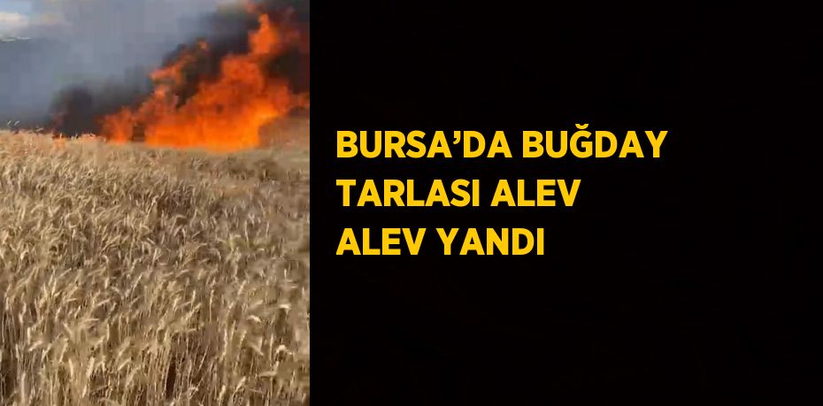 BURSA’DA BUĞDAY TARLASI ALEV ALEV YANDI
