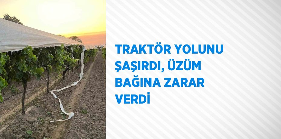 TRAKTÖR YOLUNU ŞAŞIRDI, ÜZÜM BAĞINA ZARAR VERDİ