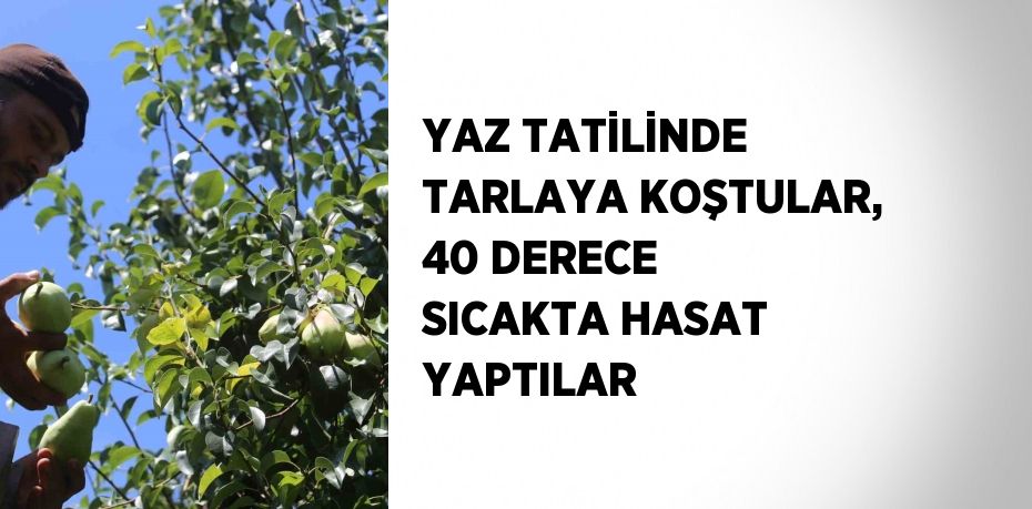 YAZ TATİLİNDE TARLAYA KOŞTULAR, 40 DERECE SICAKTA HASAT YAPTILAR