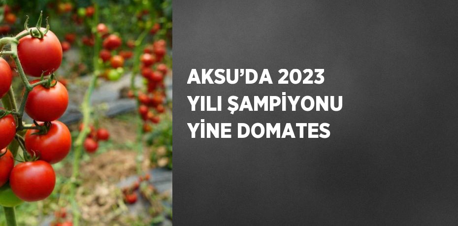 AKSU’DA 2023 YILI ŞAMPİYONU YİNE DOMATES