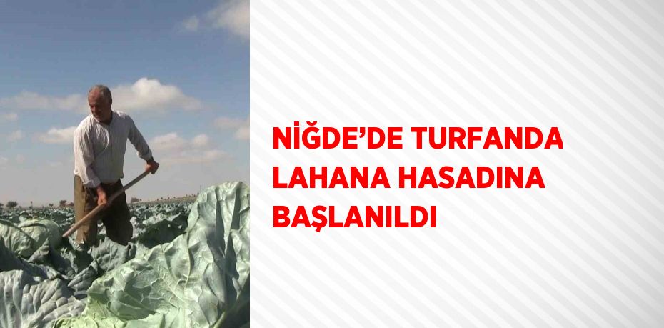 NİĞDE’DE TURFANDA LAHANA HASADINA BAŞLANILDI