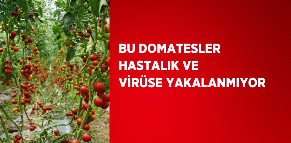 BU DOMATESLER HASTALIK VE VİRÜSE YAKALANMIYOR