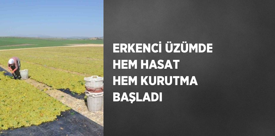 ERKENCİ ÜZÜMDE HEM HASAT HEM KURUTMA BAŞLADI