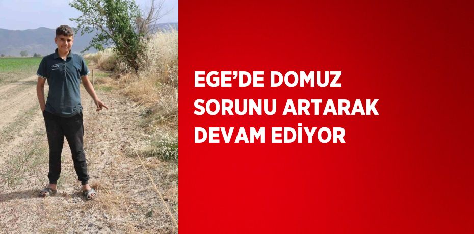 EGE’DE DOMUZ SORUNU ARTARAK DEVAM EDİYOR
