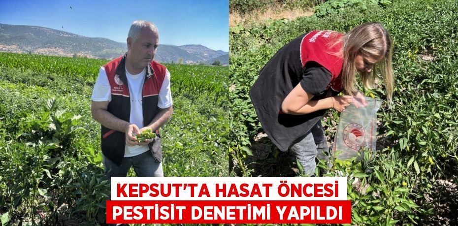 KEPSUT’TA HASAT ÖNCESİ PESTİSİT DENETİMİ YAPILDI