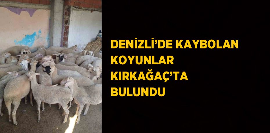DENİZLİ’DE KAYBOLAN KOYUNLAR KIRKAĞAÇ’TA BULUNDU
