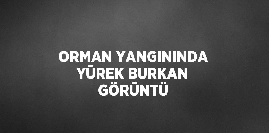 ORMAN YANGININDA YÜREK BURKAN GÖRÜNTÜ