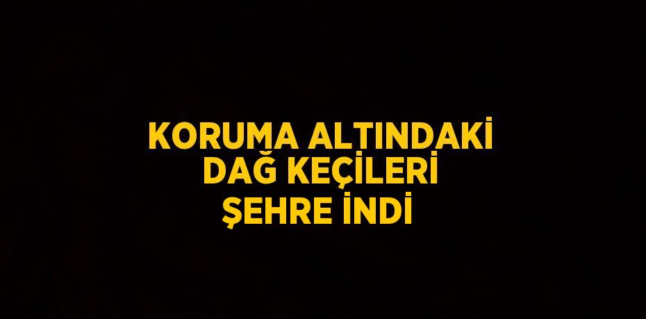 KORUMA ALTINDAKİ DAĞ KEÇİLERİ ŞEHRE İNDİ