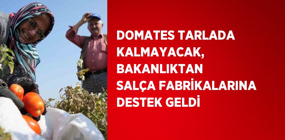 DOMATES TARLADA KALMAYACAK, BAKANLIKTAN SALÇA FABRİKALARINA DESTEK GELDİ