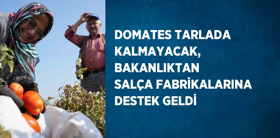 DOMATES TARLADA KALMAYACAK, BAKANLIKTAN SALÇA FABRİKALARINA DESTEK GELDİ