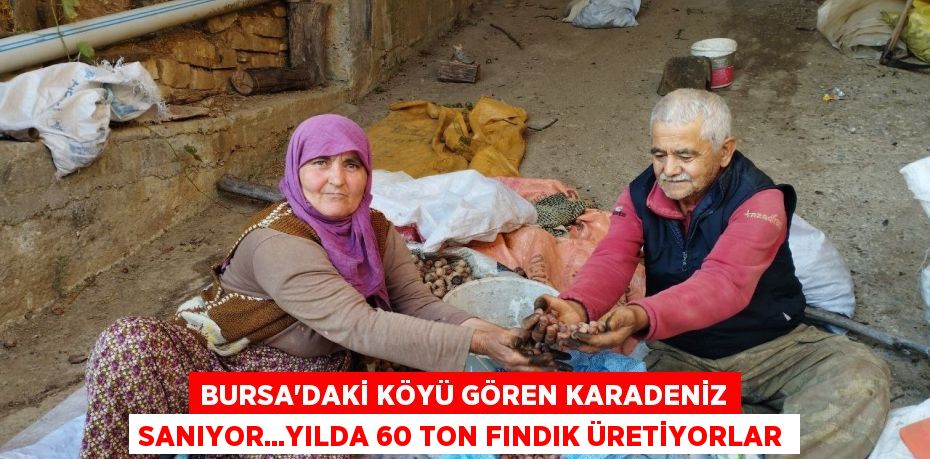 Bursa'daki köyü gören Karadeniz sanıyor...Yılda 60 ton fındık üretiyorlar