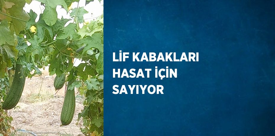 LİF KABAKLARI HASAT İÇİN SAYIYOR