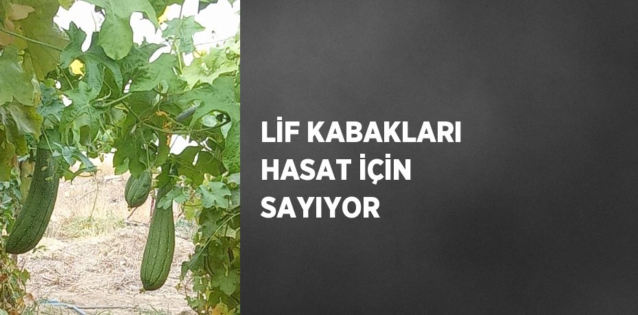 LİF KABAKLARI HASAT İÇİN SAYIYOR