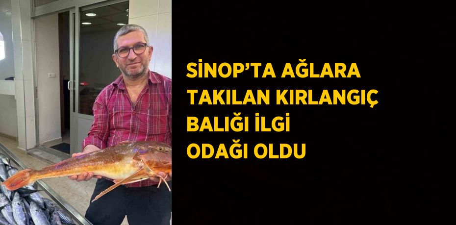 SİNOP’TA AĞLARA TAKILAN KIRLANGIÇ BALIĞI İLGİ ODAĞI OLDU