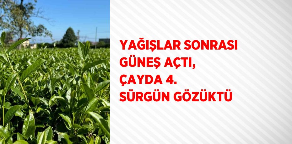 YAĞIŞLAR SONRASI GÜNEŞ AÇTI, ÇAYDA 4. SÜRGÜN GÖZÜKTÜ