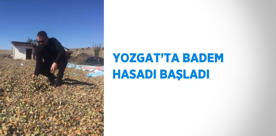 YOZGAT’TA BADEM HASADI BAŞLADI