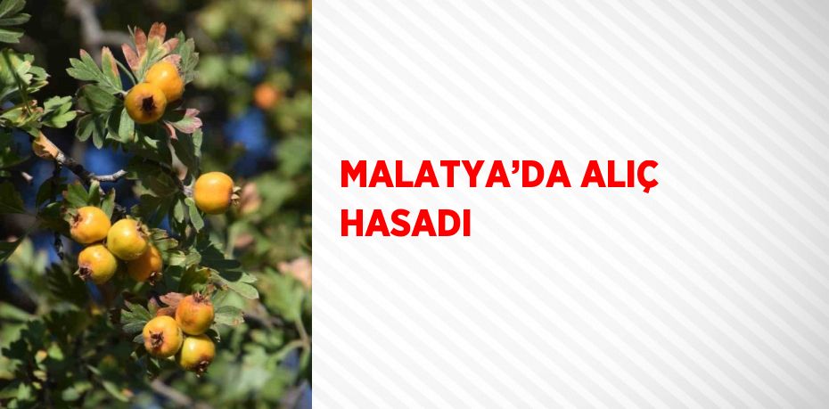 MALATYA’DA ALIÇ HASADI