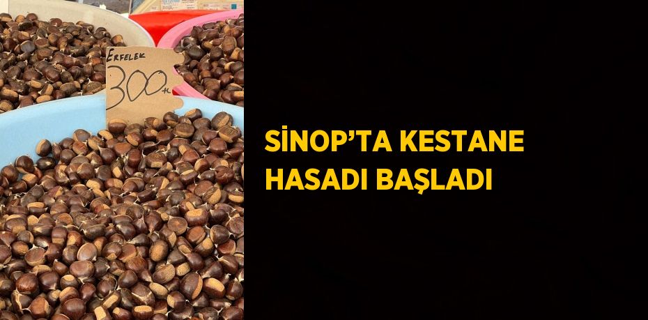 SİNOP’TA KESTANE HASADI BAŞLADI