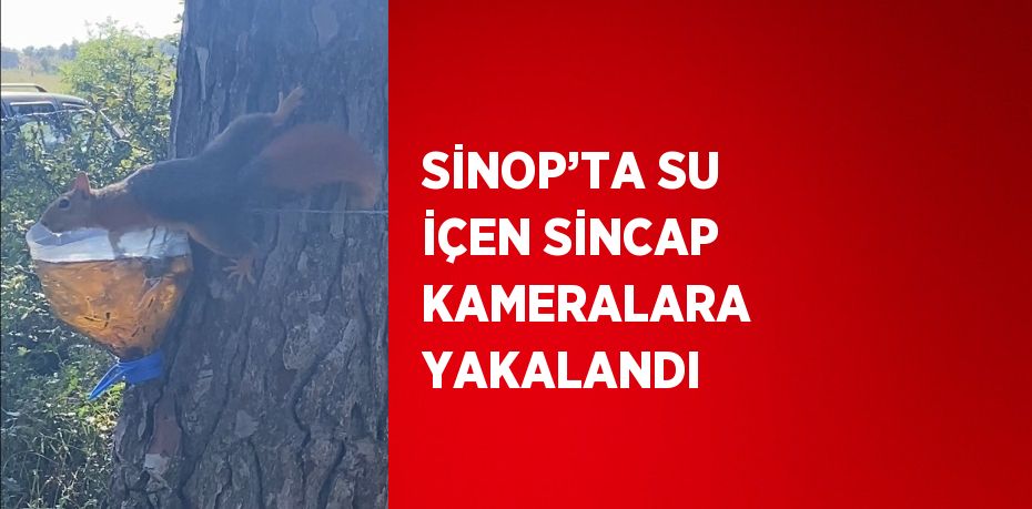 SİNOP’TA SU İÇEN SİNCAP KAMERALARA YAKALANDI