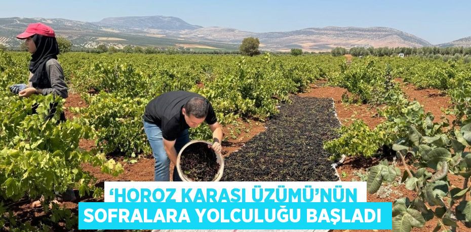 ‘HOROZ KARASI ÜZÜMÜ’NÜN SOFRALARA YOLCULUĞU BAŞLADI