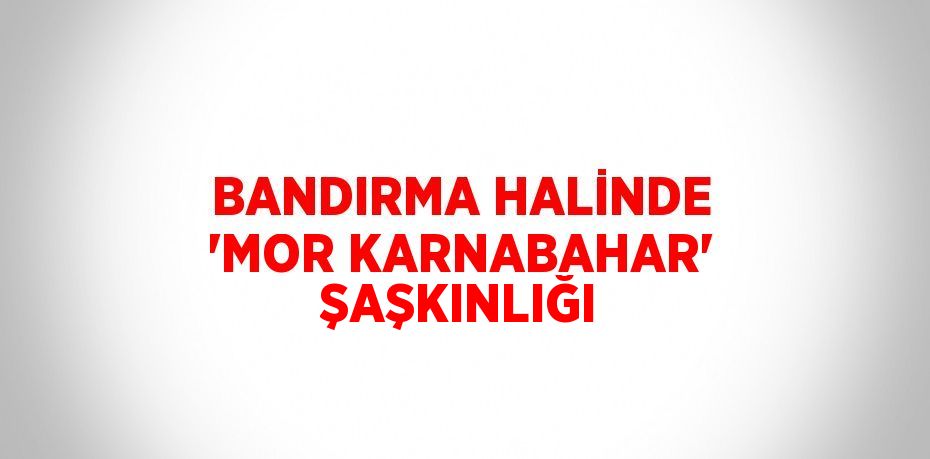 BANDIRMA HALİNDE 'MOR KARNABAHAR' ŞAŞKINLIĞI