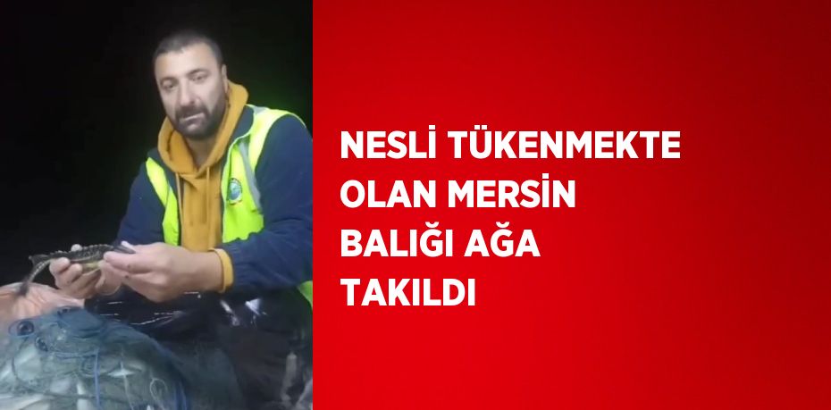 NESLİ TÜKENMEKTE OLAN MERSİN BALIĞI AĞA TAKILDI