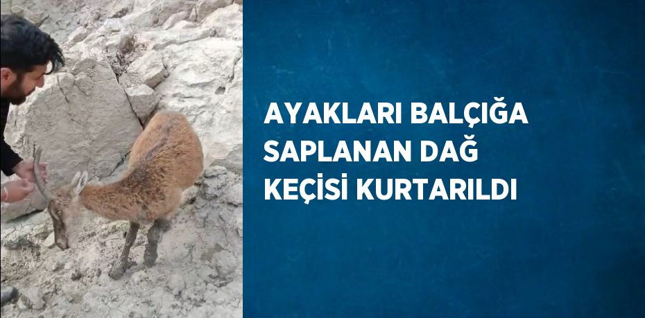 AYAKLARI BALÇIĞA SAPLANAN DAĞ KEÇİSİ KURTARILDI