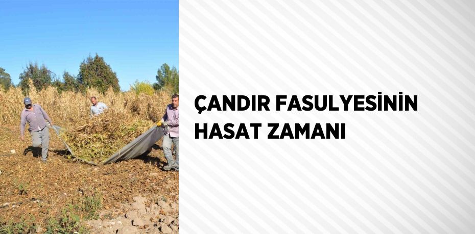 ÇANDIR FASULYESİNİN HASAT ZAMANI