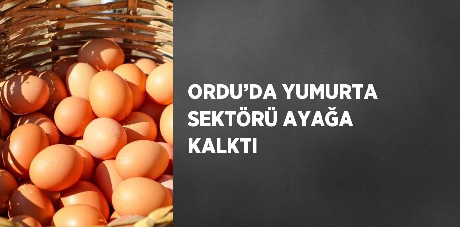 ORDU’DA YUMURTA SEKTÖRÜ AYAĞA KALKTI