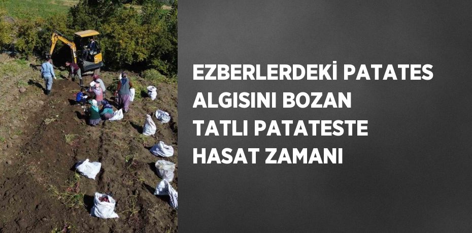 EZBERLERDEKİ PATATES ALGISINI BOZAN TATLI PATATESTE HASAT ZAMANI