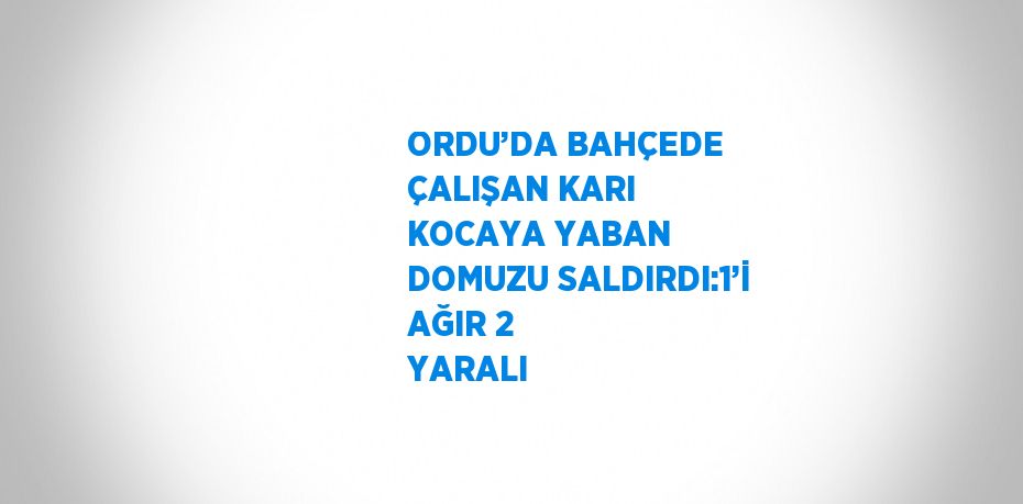 ORDU’DA BAHÇEDE ÇALIŞAN KARI KOCAYA YABAN DOMUZU SALDIRDI:1’İ AĞIR 2 YARALI