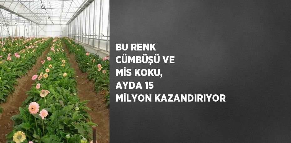 BU RENK CÜMBÜŞÜ VE MİS KOKU, AYDA 15 MİLYON KAZANDIRIYOR