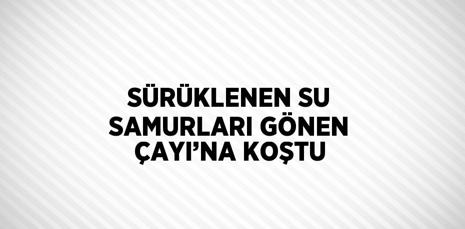 SÜRÜKLENEN SU SAMURLARI GÖNEN ÇAYI’NA KOŞTU