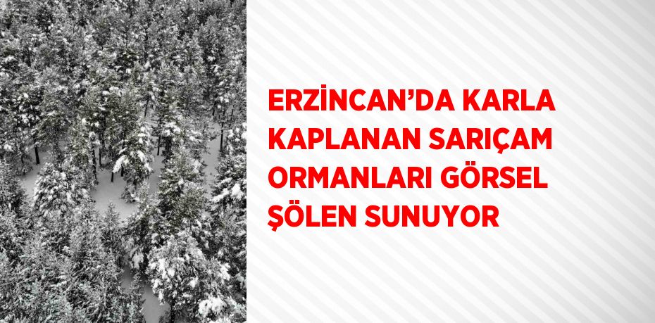 ERZİNCAN’DA KARLA KAPLANAN SARIÇAM ORMANLARI GÖRSEL ŞÖLEN SUNUYOR