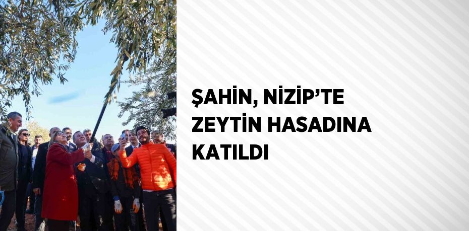 ŞAHİN, NİZİP’TE ZEYTİN HASADINA KATILDI