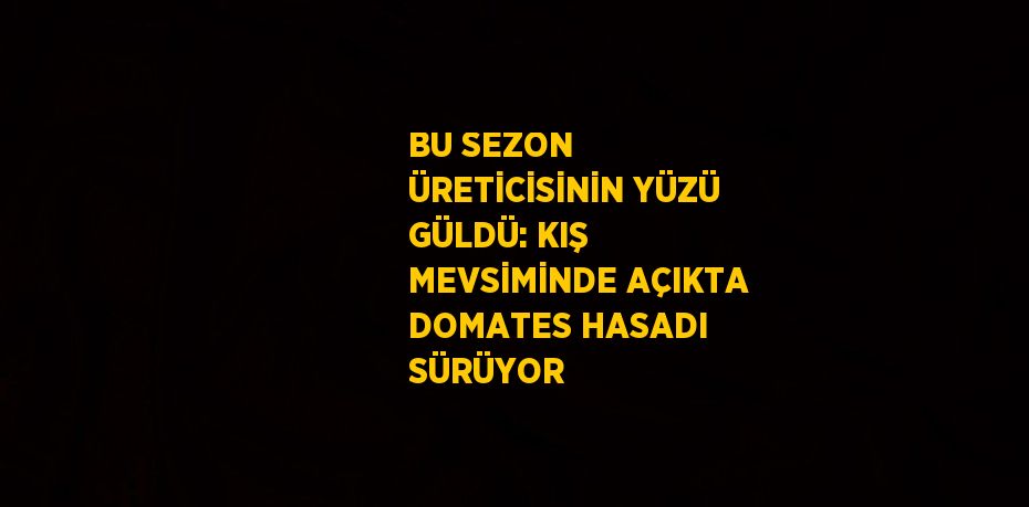 BU SEZON ÜRETİCİSİNİN YÜZÜ GÜLDÜ: KIŞ MEVSİMİNDE AÇIKTA DOMATES HASADI SÜRÜYOR