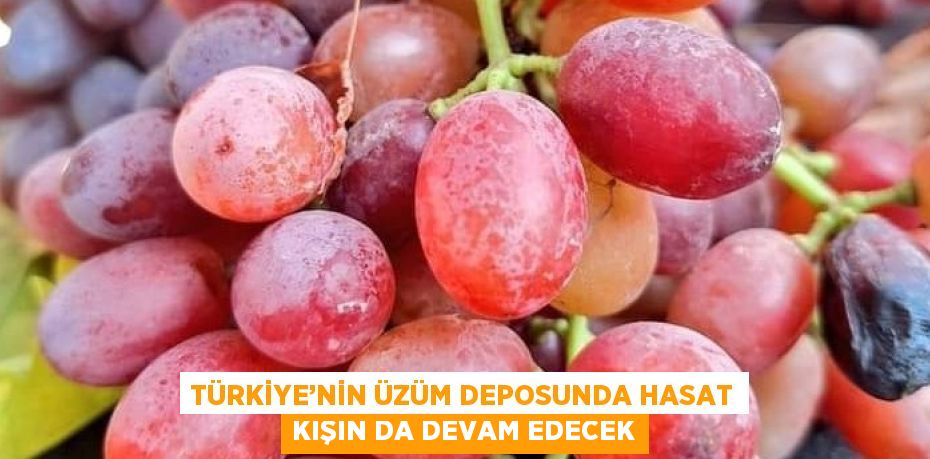 TÜRKİYE’NİN ÜZÜM DEPOSUNDA HASAT KIŞIN DA DEVAM EDECEK