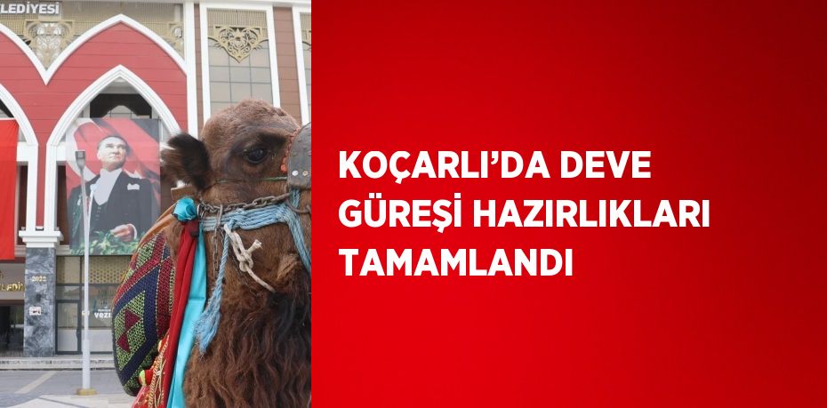 KOÇARLI’DA DEVE GÜREŞİ HAZIRLIKLARI TAMAMLANDI
