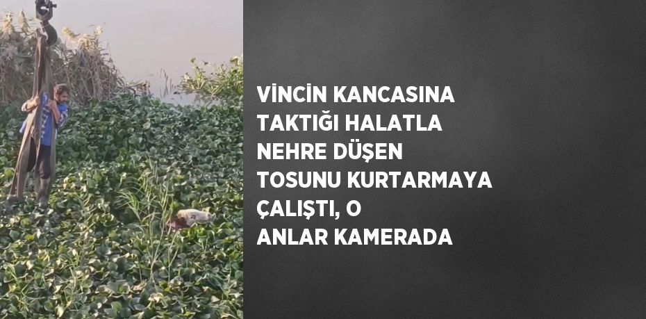 VİNCİN KANCASINA TAKTIĞI HALATLA NEHRE DÜŞEN TOSUNU KURTARMAYA ÇALIŞTI, O ANLAR KAMERADA