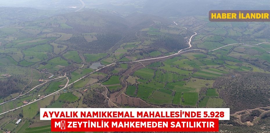 Ayvalık Namıkkemal Mahallesi'nde 5.928 m² zeytinlik mahkemeden satılıktır