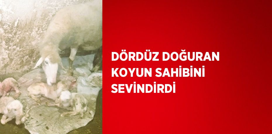 DÖRDÜZ DOĞURAN KOYUN SAHİBİNİ SEVİNDİRDİ